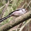 Mésange ou Orite à longue queue